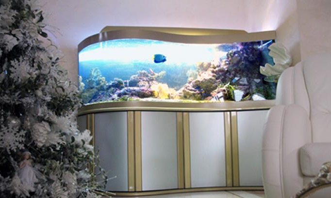 gnutoe steclo akvarium